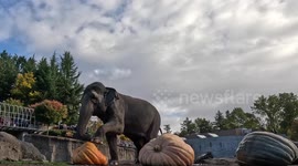 US: Elephants Crush Squash at Oregon Zoo