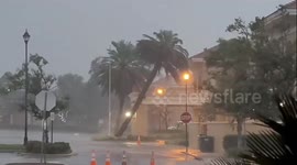 US: Bradenton's Leaning Palm Finally Falls to Safety Measures