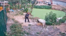 Crazed sheep attacks farmer in China