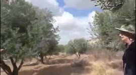 Palestine: Israeli settlers attack Palestinian farmers in their olive groves in Susiya, Masafer Yatta