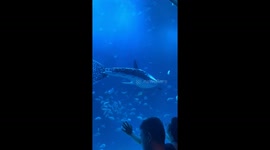 China uses fake robot shark in aquarium leaving zoo visitors angry