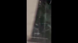 Mother rescues stray kitten hiding from storm in plant box