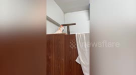 Cockatoo copies squeaky sounds of chicken toy