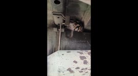 Huge python caught in car in Thailand