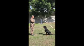 Police dog's obedience training