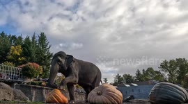 Elephants eat giant pumpkins for Halloween at Oregon Zoo