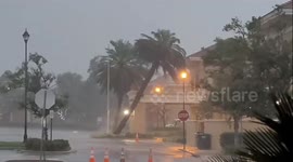Palm tree bent double by Hurricane Milton is town down by city chiefs