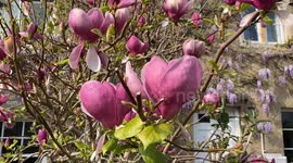 Magnolia Flowers in full on bloom in peek of summer in an Garden