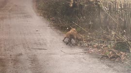 Wild Boar fighting in the road in a forrest in Cotswolds England
