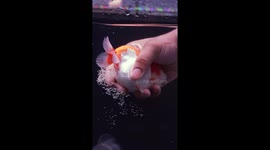 Thousands of eggs being carefully squeezed out by hand to save Barbie the goldfish's life