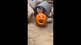Simba’s Spooky Snack: Sand Cat Celebrates Halloween Early With Jack-O'-Lantern Lunch at Zoo Boise