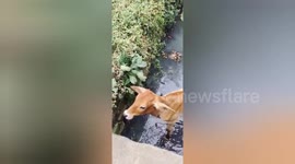 Social organisation resque a calf taken out safely from the drain in Shahdol, Madhya Pradesh