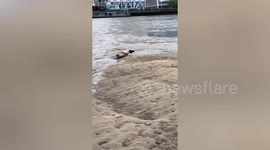 Seal spotted having a rest on the banks of the Thames near Canary Wharf in London