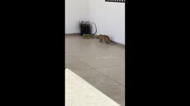 Tense encounter between cat and reptile in Mazatlán
