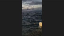 Fishermen have incredible close encounter with orca whilst fishing for herring