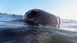 Curious grey seal bites divers' flippers and clings onto their legs in encounter off UK coast
