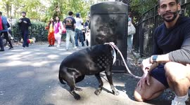 US: Tompkins Square Halloween Dog Parade 2024