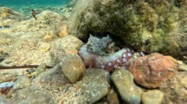 Octopus latches onto diver's camera off Greek island