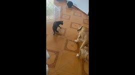 Dog and cat play together in Cúcuta, Colombia