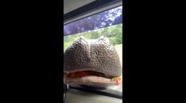 Hippo drops fruit, visitor feeds it again at Taman Safari Indonesia