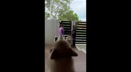 Pet Husky throws hilarious tantrum when his siblings for go for walk without him
