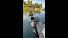 Animal lover releases hundreds of koi carp into pond