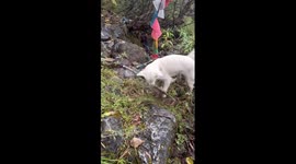 Dog guides lost tourist to safety on mountain in China