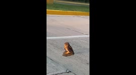 Owl rescued from road in Mazatlan, Mexico