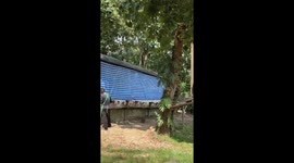 Playful pigs plunge into pool with their own water slide on farm