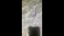 Purple houndfish spotted near the shore in China