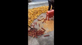 Corgi helps farmer with corn harvest in China