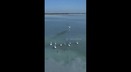 Migratory birds stop over at Bosten Lake in Xinjiang, China