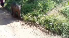 Lost baby elephant found wandering through village with injury rescued