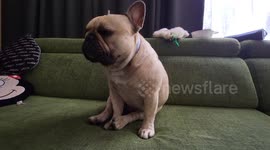 Frenchbulldog dying in winter sleep but fights bravely with tiredness