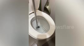Wild monitor lizard plucked from family's toilet
