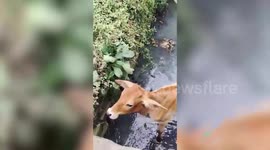 Calf successfully rescued from large drain in central India