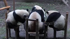 China: Giant Pandas Gather Around A Table for Dinner at Chongqing Zoo