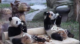 China: Giant Pandas