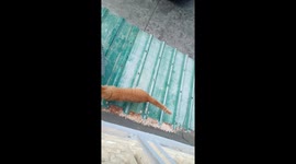 Resident lowers basket to rescue tabby at stuck on roof