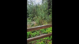 Flooding hits Deep Cove in North Vancouver due to heavy rains