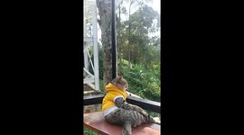Cat enjoys outdoor views in Sumber Agung, Indonesia