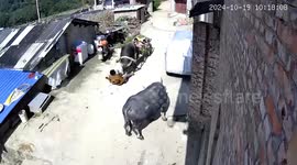 Elderly man breaks 10 ribs after blocking rampaging buffalo carrying wife and grandchildren