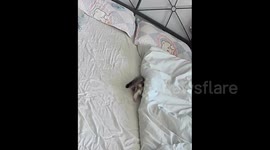 China: The Kitten Was Startled by the Talking Camera