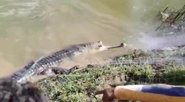 Fishermen catch huge crocodile in river in India