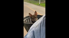 Clingy pet dog sits on basket behind motorcycle rider