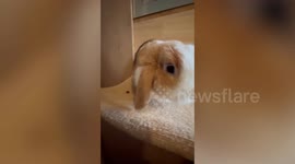 Sweet bunny rabits play with owner and cuddle each other