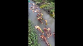 Man uses water-lifting power to transport 34 coconut trees