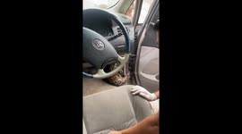 Huge python removed from car in Myanmar