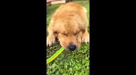 This Golden Retriever Can Sleep Anywhere