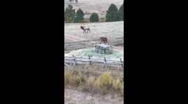 Horse Confronts an Elk in Her Pasture